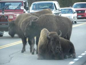 Bison Traffic Jam